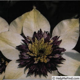 'florida 'Bicolor'' clematis photo