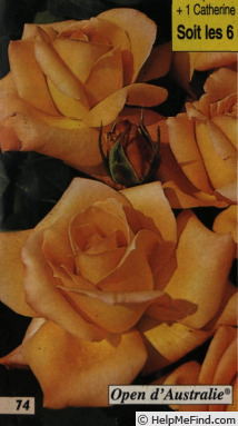 'Open d'Australie ®' rose photo