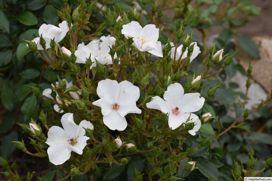 'Heideschnee ®' rose photo