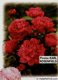 'Karl Rosenfield' peony photo