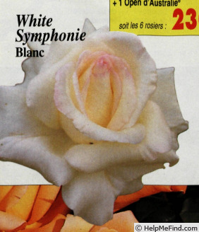 'White Symphonie' rose photo