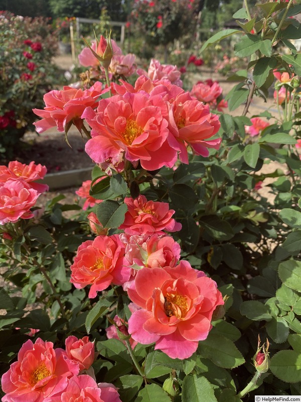 'Coral Miracle ™' rose photo