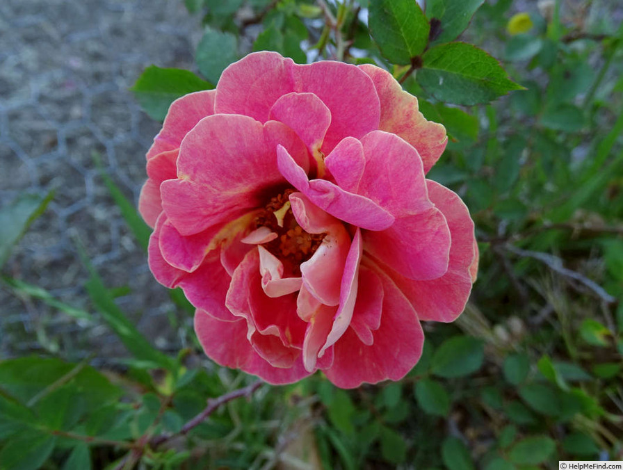 'Persian Sunset ™' rose photo