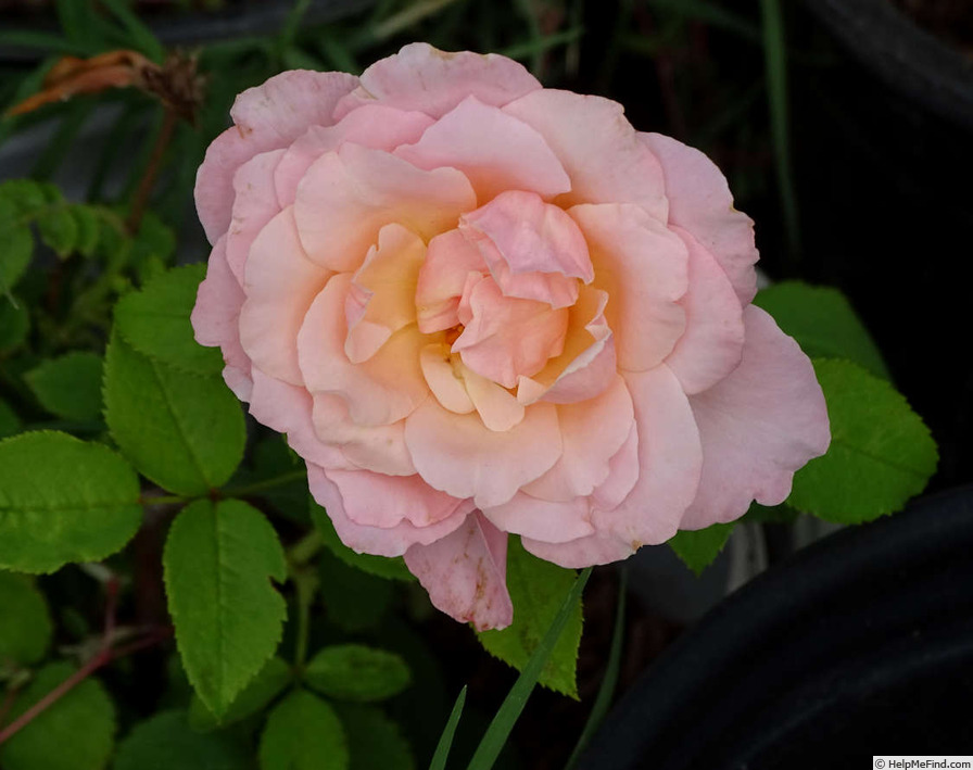'Pure Bliss ™ (hybrid tea, Dickson, 1994)' rose photo