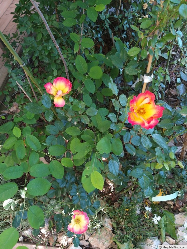 'Summer of Love ® (floribunda, Kordes 2017)' rose photo