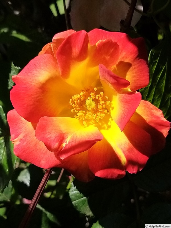 'Summer of Love ® (floribunda, Kordes, 2017)' rose photo