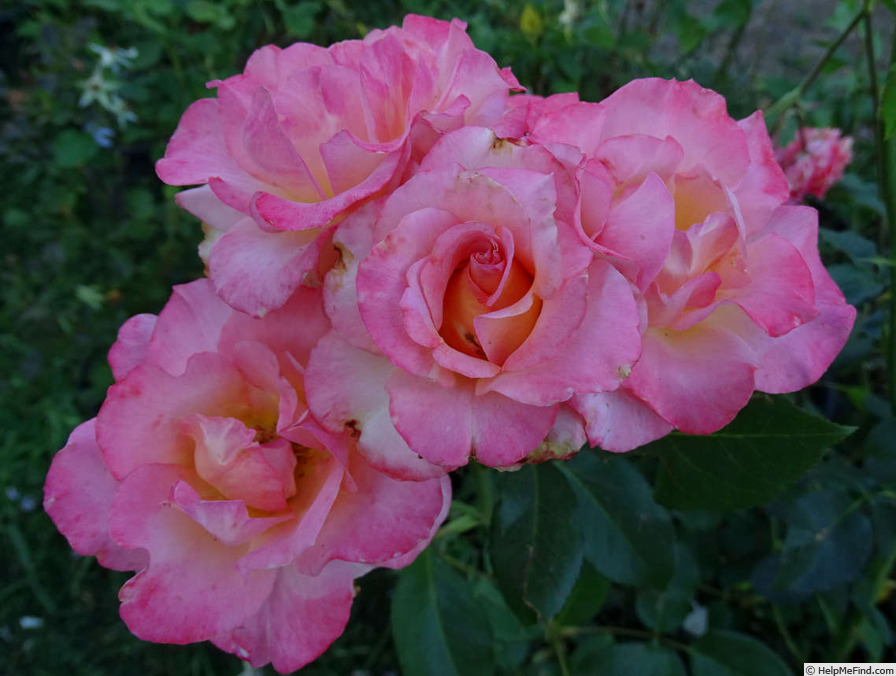 'Rejoice' Rose