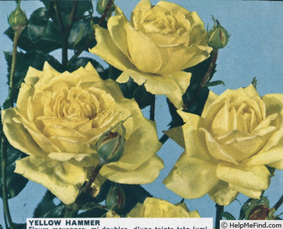 'Yellow Hammer' rose photo