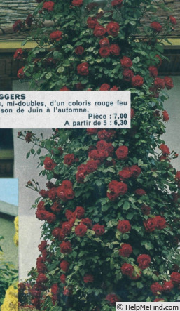 'Grimpant Director Riggers' rose photo