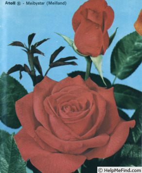 'Atoll (hybrid tea, Meilland 1971)' rose photo