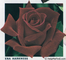 'Ena Harkness' rose photo