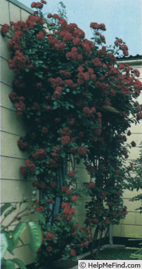 'Paul's Scarlet Climber' rose photo