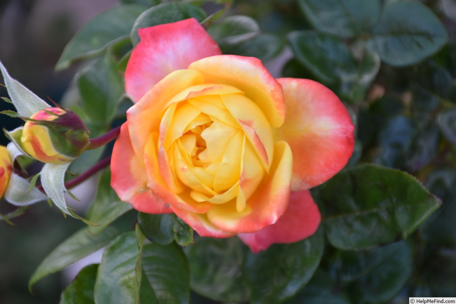 'Yellow Surprise' rose photo