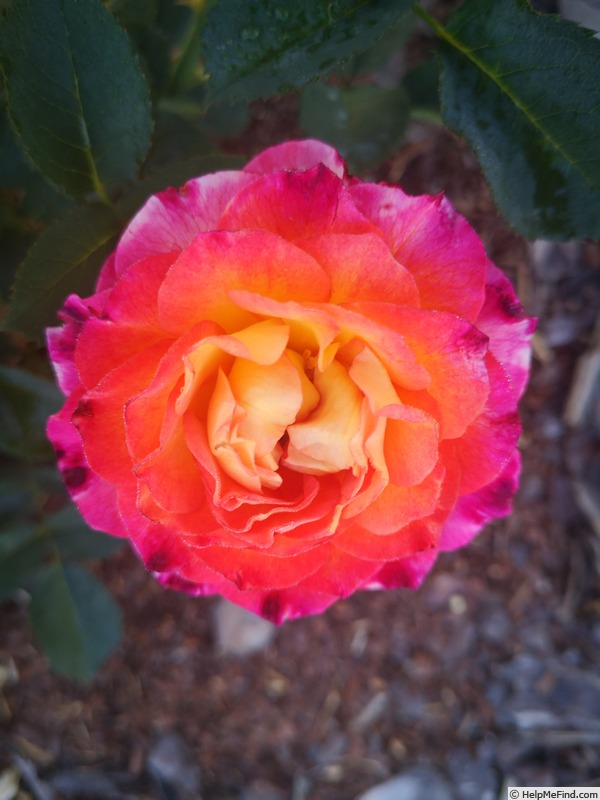 'Le Rosier de la Mémoire ®' rose photo