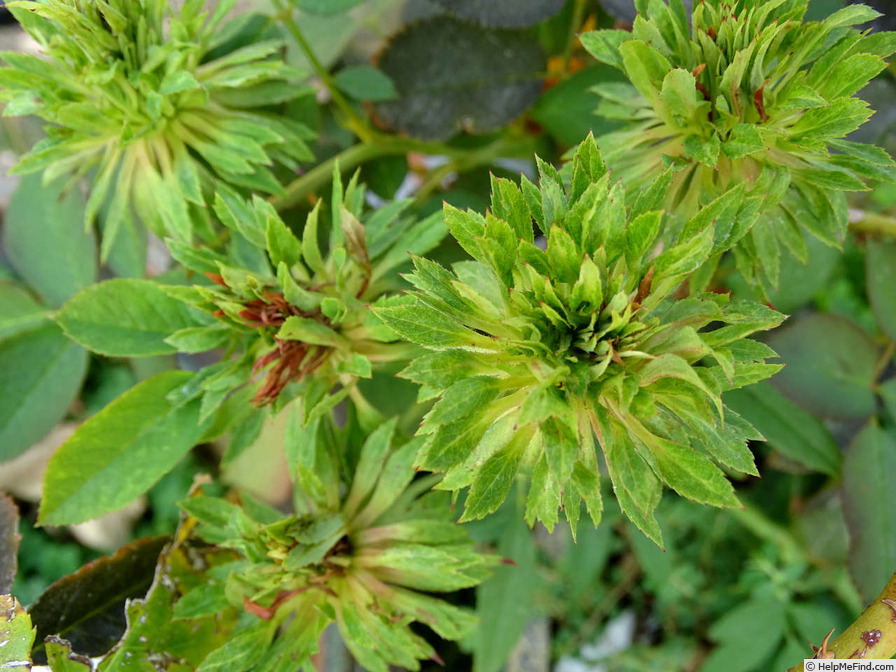 'Viridiflora' rose photo