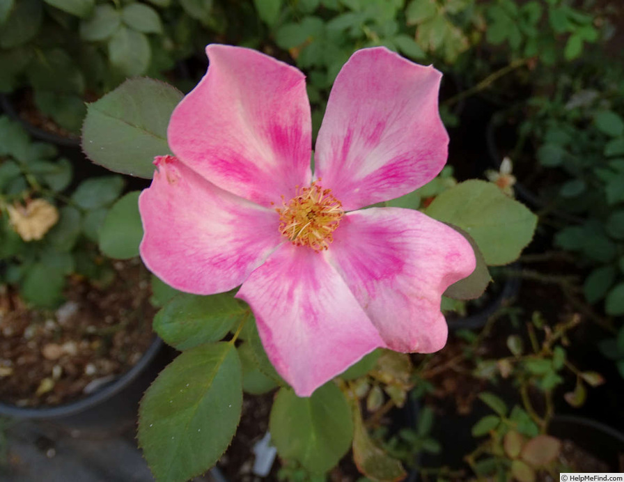 'Watercolors ™ (shrub, Carruth 2006)' rose photo