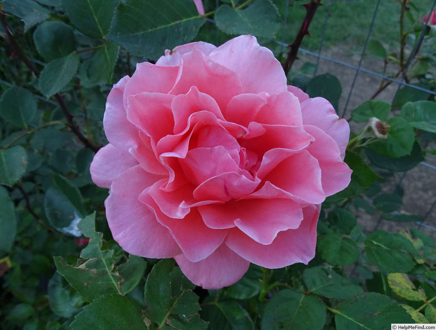 'Worthwhile' rose photo