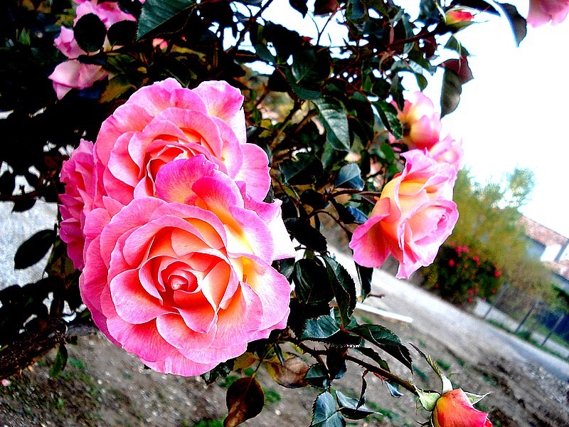 'Pink Paradise (hybrid tea, Delbard, 2004/11)' rose photo