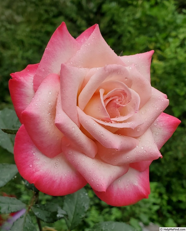 'Vernon's Laugh ™' rose photo