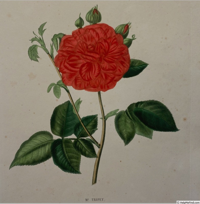 'Madame Tripet' rose photo