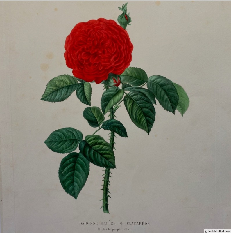 'Baronne Hallez de Claparède' rose photo