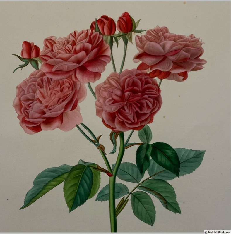 'Jacquard' rose photo