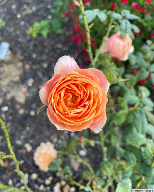 'State of Grace' rose photo