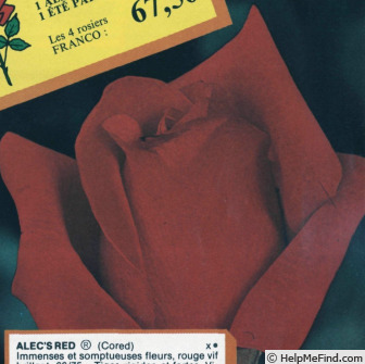'Alec's Red® (hybrid tea, Cocker, 1970)' rose photo
