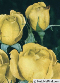 'Tapis Jaune ®' rose photo