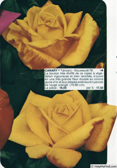 'Canary ® (hybrid tea, Tantau, 1976)' rose photo