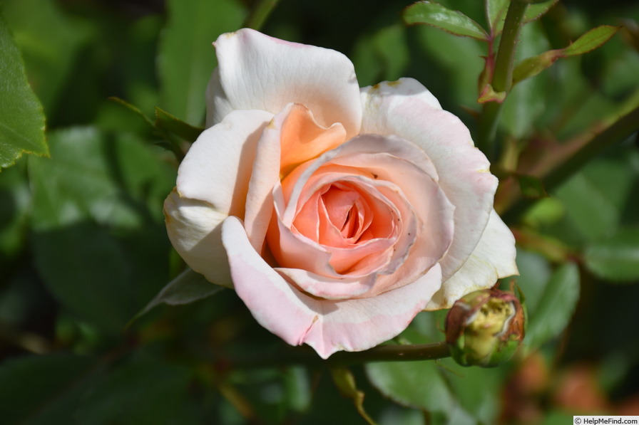 'Sweet Sonata' rose photo