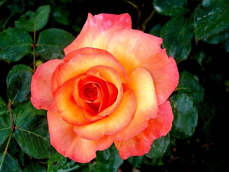 'Soledad ®' rose photo