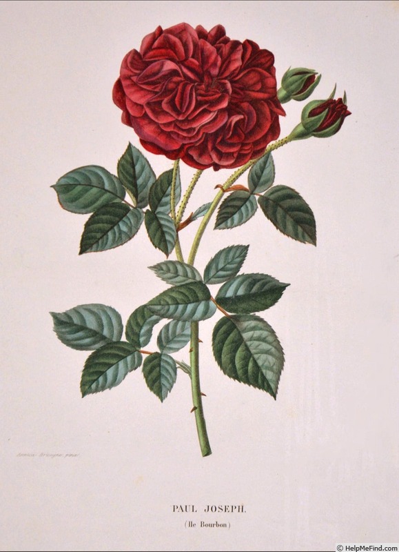 'Paul Joseph' rose photo