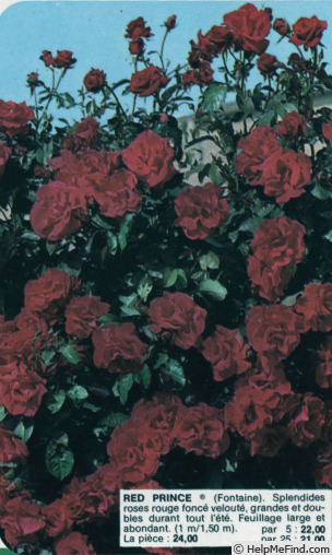 'Red Prince ®' rose photo