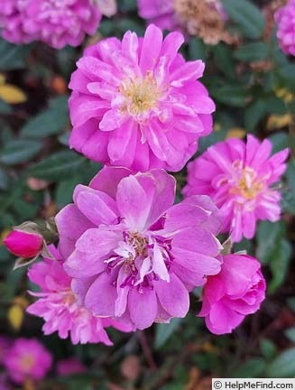 'Pink Heather (Miniature, Moore, 1959)' rose photo
