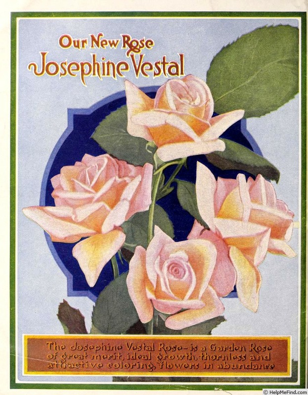 'Josephine Vestal' rose photo