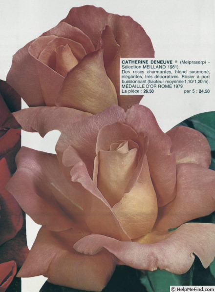 'Catherine Deneuve ®' rose photo