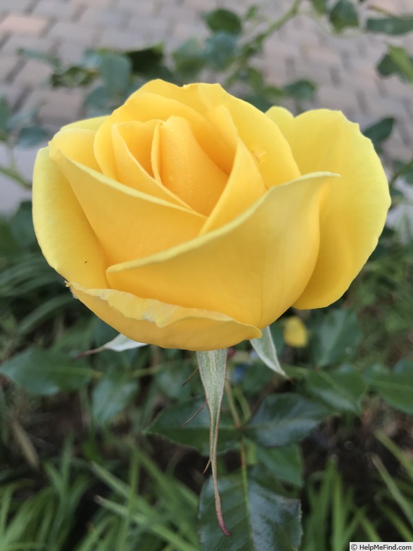 'The Yellow' rose photo