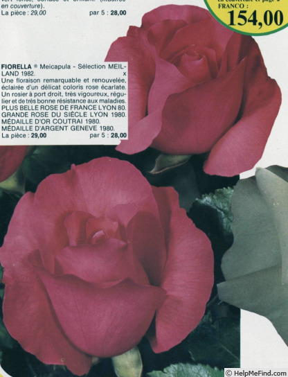 'Fiorella (grandiflora, Meilland, 1980)' rose photo