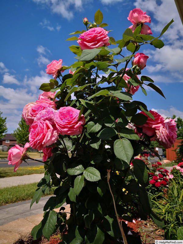 'Canada Blooms' rose photo