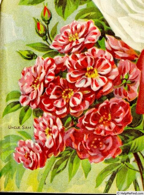 'Uncle Sam (polyantha, Paling, 1911)' rose photo