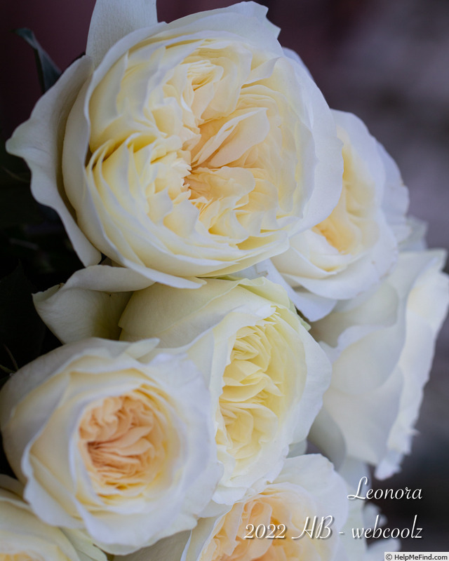 'Leonora (florists rose, Austin 2020)' rose photo