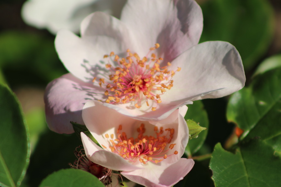 'Sweet Pretty' rose photo