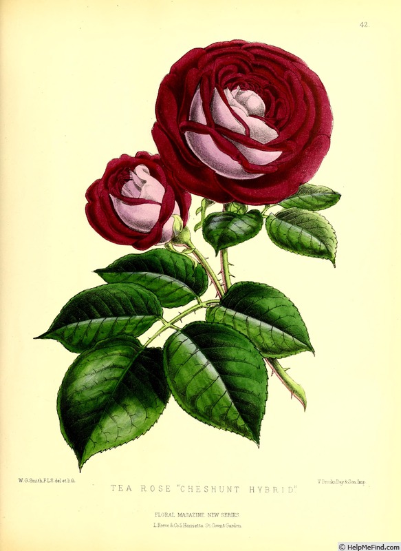 'Chesunt Hybrid' rose photo