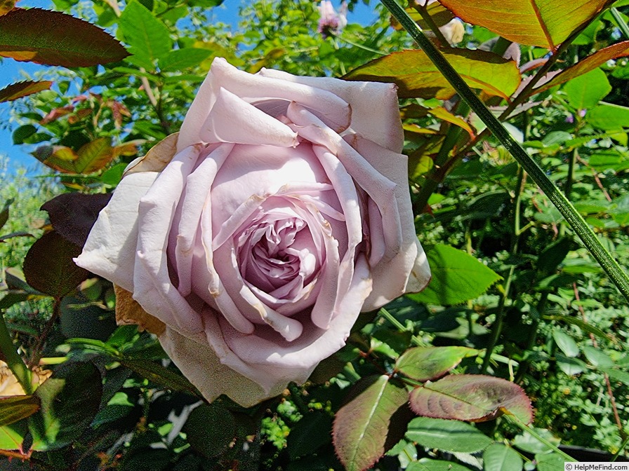 'Eleanor™ (shrub, Olesen 1997)' rose photo