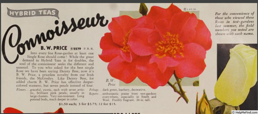 'B.W. Price (hybrid tea, McGredy, 1941)' rose photo