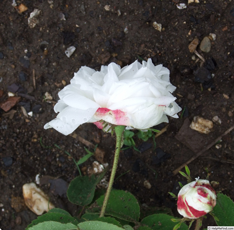 'Unique Blanche (Centifolia)' rose photo