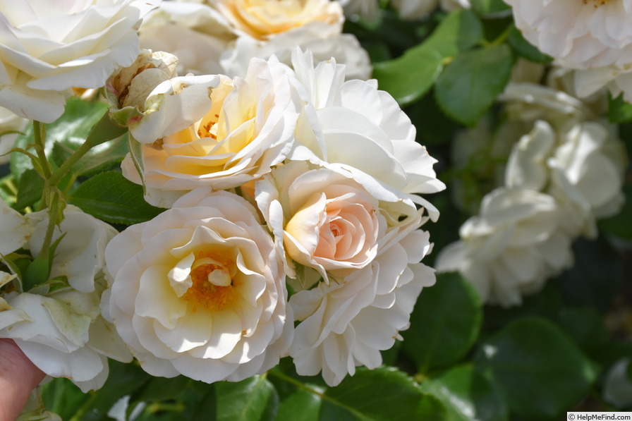 'Sirius ® (floribunda, Evers/Tantau, 2005/13)' rose photo