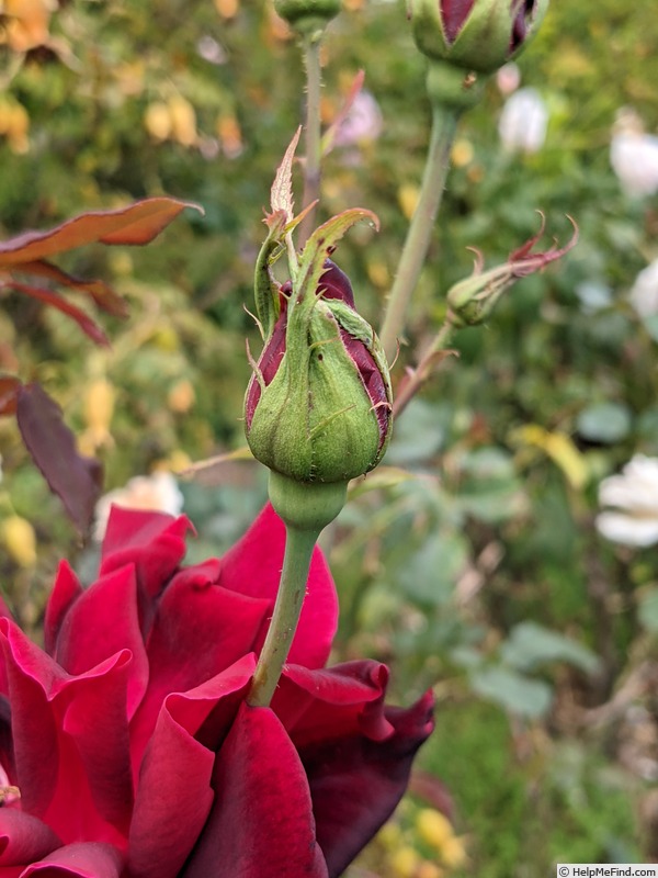 'Daily Mail Scented Rose' rose photo