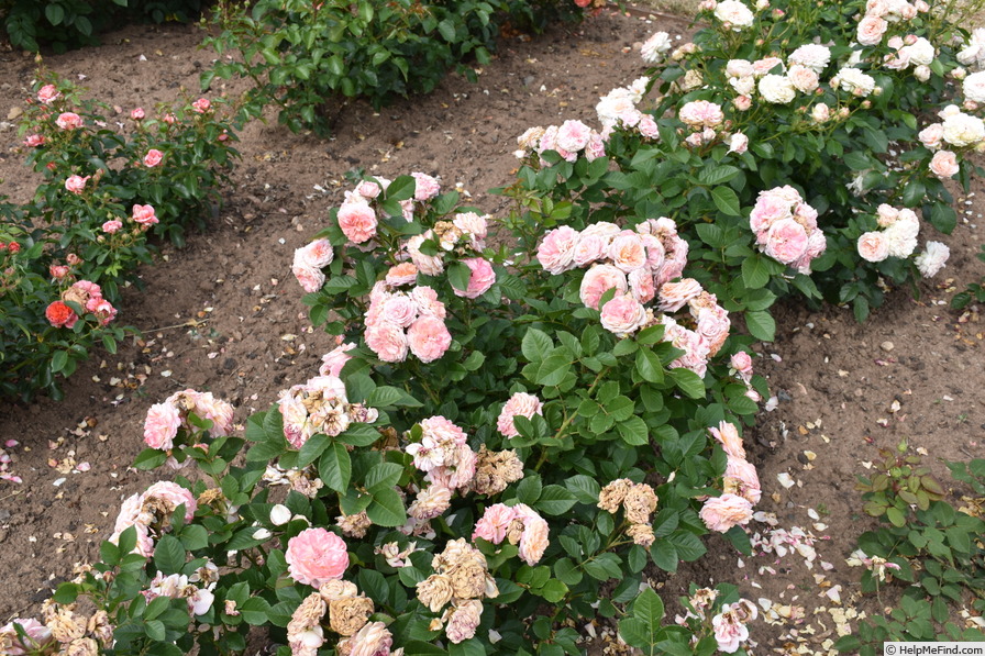 'Amaretto ® (floribunda, Kordes, 2004/18)' rose photo